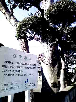 hozon trees