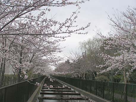 sakura
