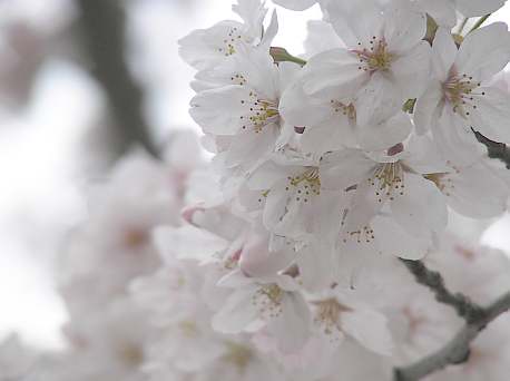 sakura2