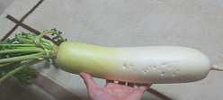 daikon get!